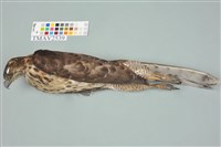 鳳頭蒼鷹藏品圖，第1張
